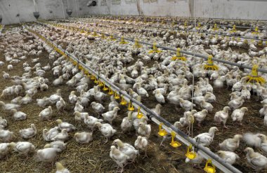 Büyüyen broiler tavuk çiftliği