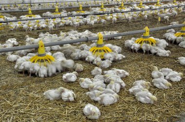 Büyüyen broiler tavuk çiftliği