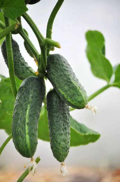 Polikarbonat seralarda salatalık büyümek