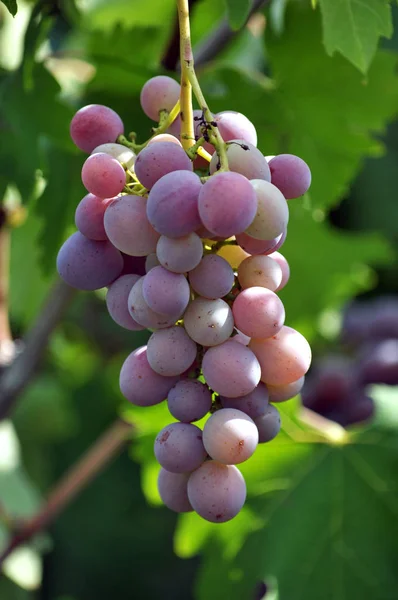 Кластерний виноград з ягодами — стокове фото