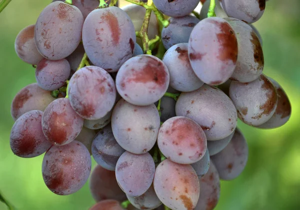 Cluster grapes with berries — Stock Photo, Image