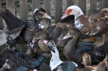 Aile içi Cairina moschata sürüsü