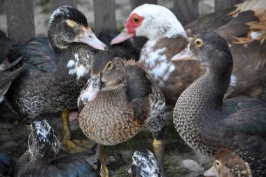 Aile içi Cairina moschata sürüsü