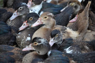 Aile içi Cairina moschata sürüsü