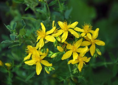 tıbbi bitki hiperikum perforatum