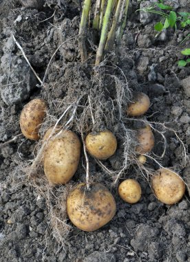Patates topraktan kurutulmuş
