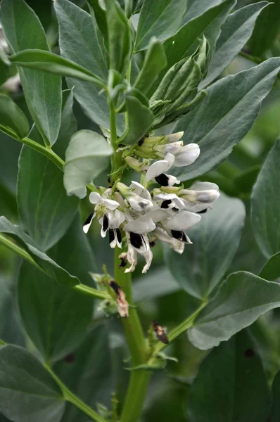 Blommande hästbönor — Stockfoto