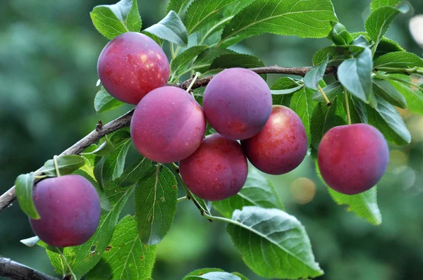 Prunus cerasifera olgun meyve ağacının dalları vardır