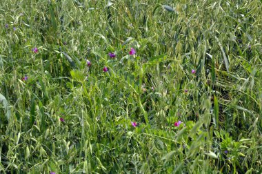 Fiğ ve yulaf yem karışımı