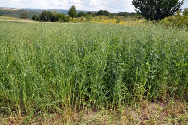 Fiğ ve yulaf yem karışımı