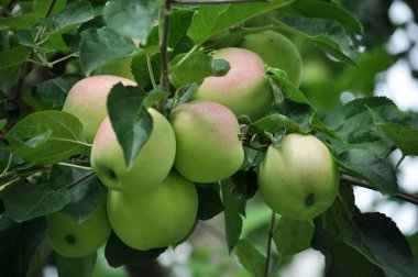 Bir ağaç dalları üzerinde Yeşil-Kırmızı elma Olgun