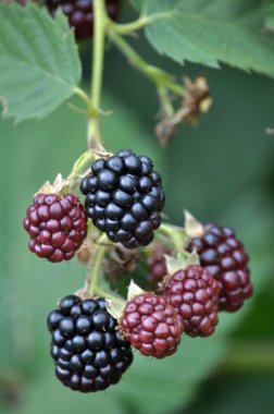 BlackBerry bush çilek ile