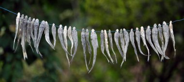 Nehir balığı bir ip üzerinde kurur