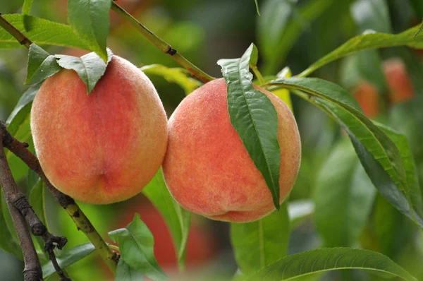 Fruta de pêssego madura — Fotografia de Stock