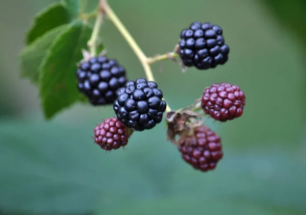 Blackberry bush with berries — Stock Photo, Image
