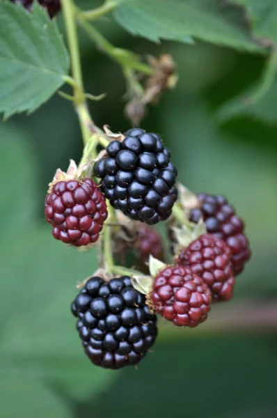 Blackberry bush with berries — Stock Photo, Image