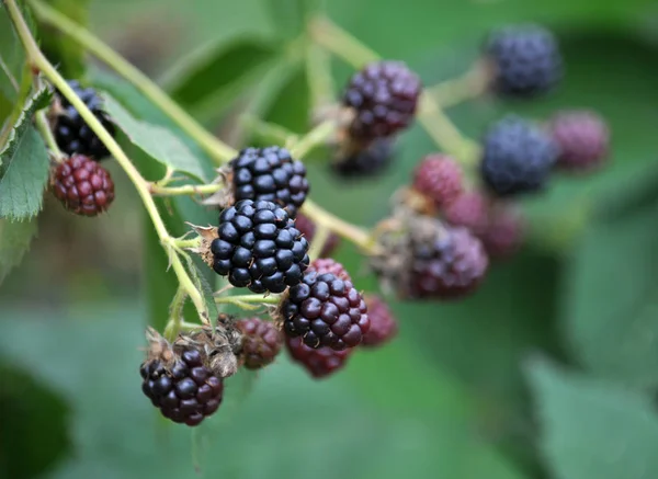 Blackberry куст с ягодами — стоковое фото