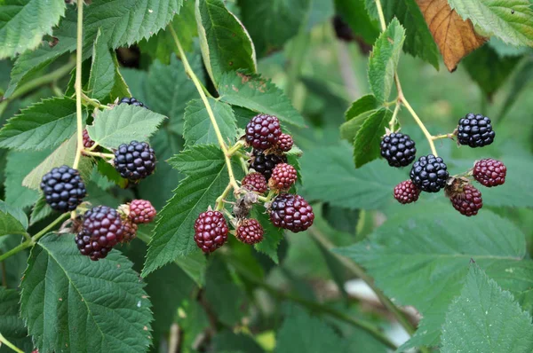 Blackberry куст с ягодами — стоковое фото