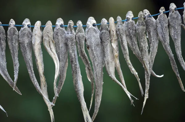 ロープで乾燥する川の魚 — ストック写真
