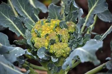 Lahana brokoli yerde büyümek