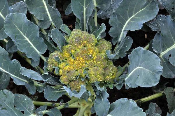 Στο έδαφος αναπτύσσονται μπρόκολο λάχανο — Φωτογραφία Αρχείου