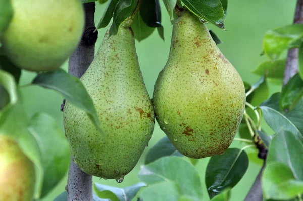 Peren op een tak van een boom — Stockfoto