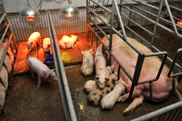 Modern pig farm with pigs