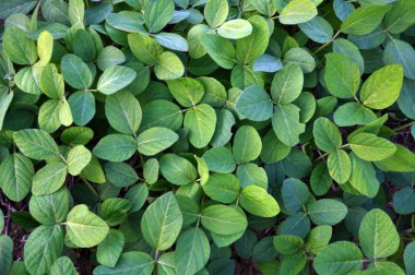 Yeşil soya bitkileri