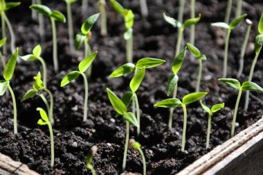 Merdiven tatlı biber fideleri