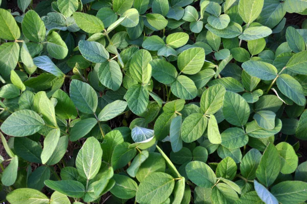 Zöld szója növény — Stock Fotó