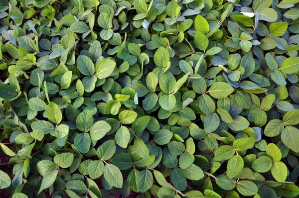 Πράσινη σόγια φυτά — Φωτογραφία Αρχείου