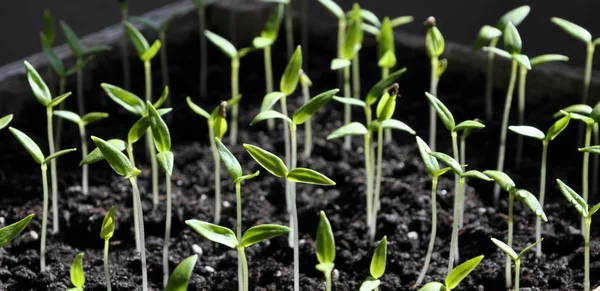 Trap paprika zaailingen — Stockfoto