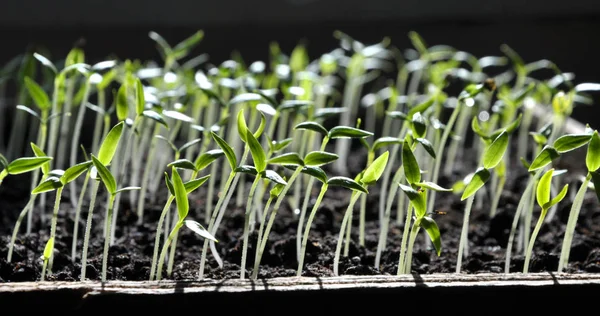 Trap paprika zaailingen — Stockfoto