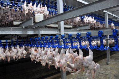 Kümes hayvanları işleme için dükkanda