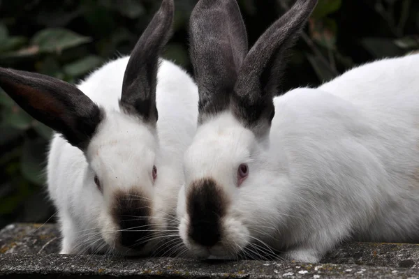 Калифорнийская порода кроликов — стоковое фото