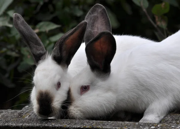 Калифорнийская порода кроликов — стоковое фото