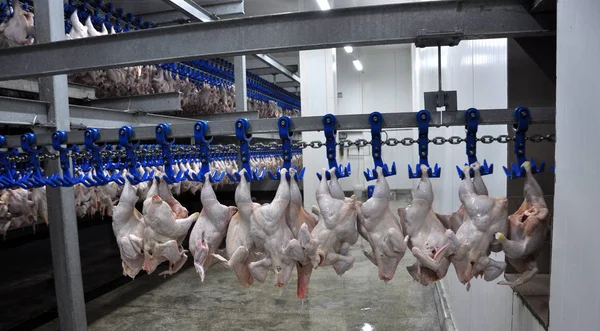 Im Geschäft für die Verarbeitung von Geflügelschlachtkörpern — Stockfoto
