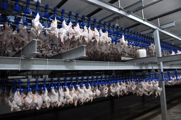 En la tienda de transformación de canales de aves de corral — Foto de Stock