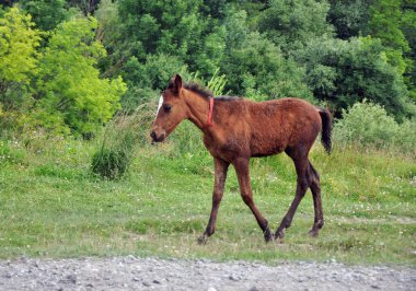 Yol kenarında bir genç at çalışır