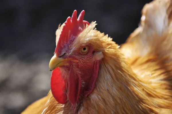 Head cock close up — Stock Photo, Image