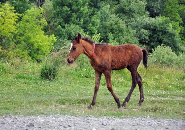 Am Straßenrand läuft ein junges Pferd — Stockfoto