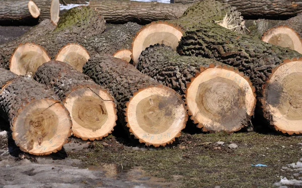 Os troncos das árvores cortadas estão — Fotografia de Stock