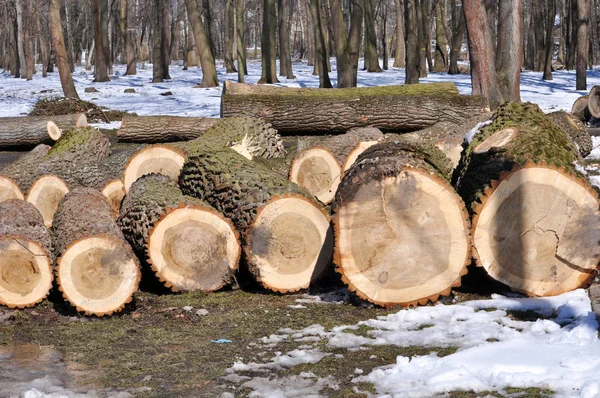 Die Stämme der gefällten Bäume liegen — Stockfoto