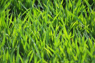 Bahar bitkiler kış buğday