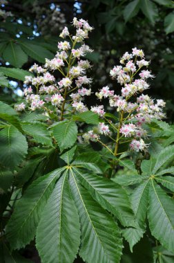 Bahar çiçekli kestane