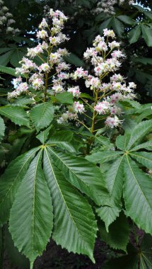 Bahar çiçekli kestane