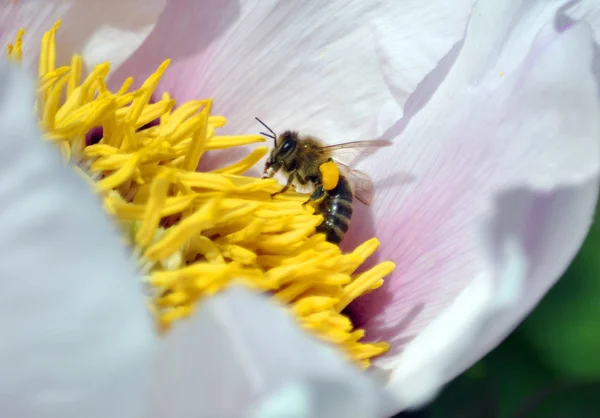 Mézelő méh repül a virág a dendriform pion — Stock Fotó