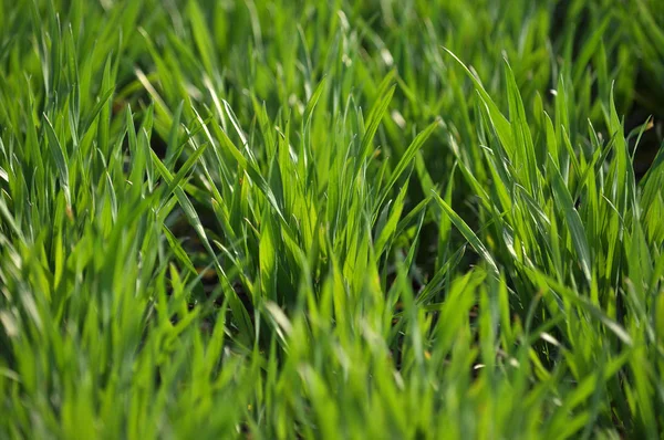 Spring crops of winter wheat