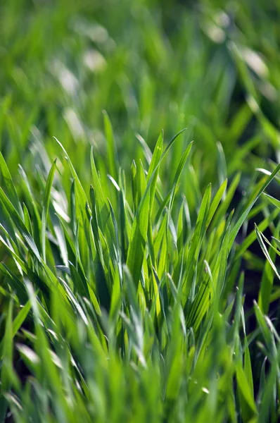 Spring crops of winter wheat