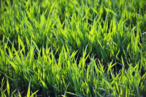 Spring crops of winter wheat